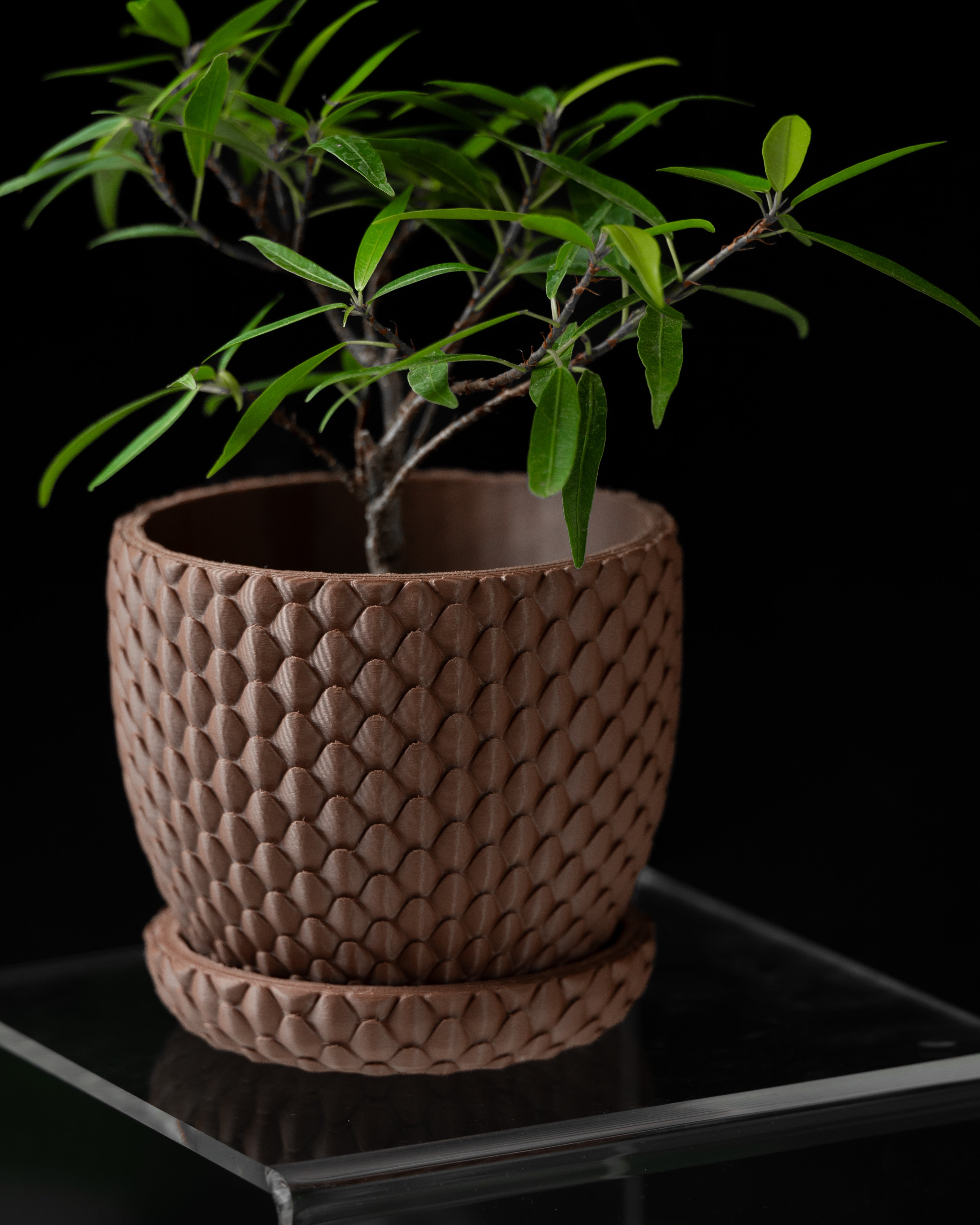 Dragonscale Planter 01 – Drachenartige Pflanzdekoration